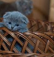 Dieren belevenissen