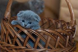 Dieren belevenissen